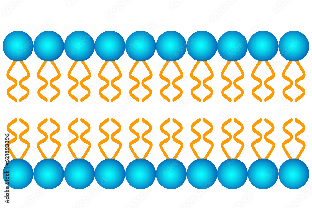 Phospholipid Bilayer Structure Types Properties Functions