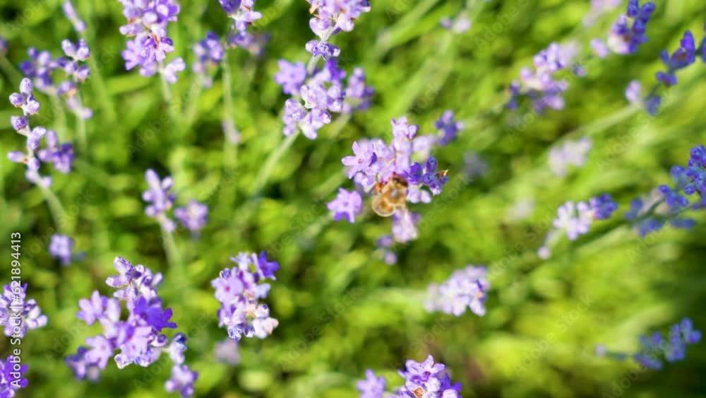 Lavender flowers on blooming field with little bee Lavender flowers on blooming field with little bee