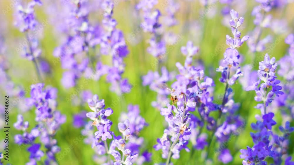 Lavender flowers on blooming field with little bee Lavender flowers on blooming field with little bee
