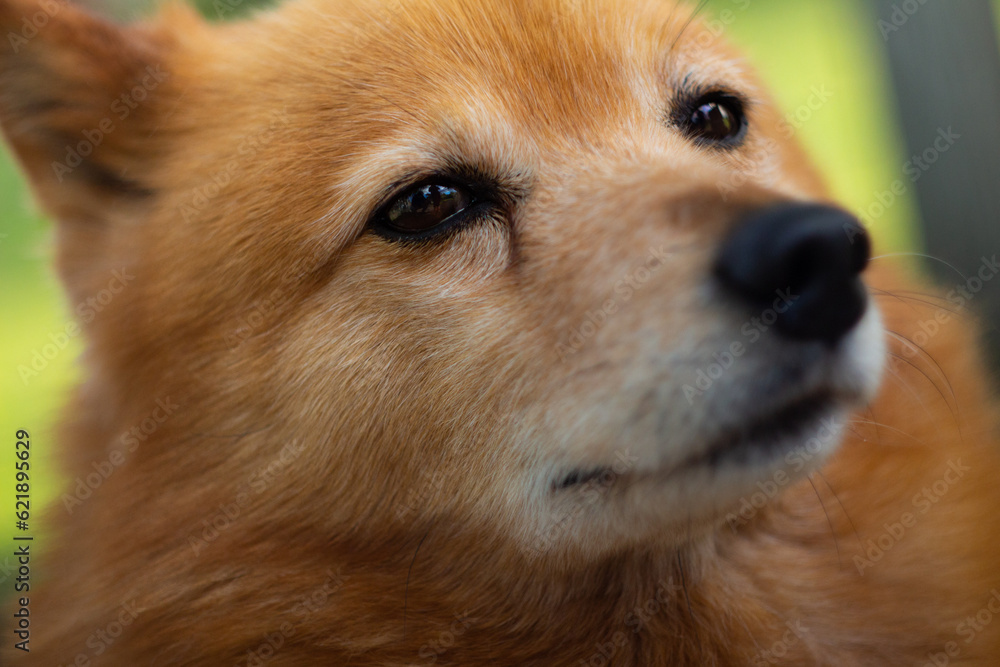 Cute Finnish spitz Cute Finnish spitz
