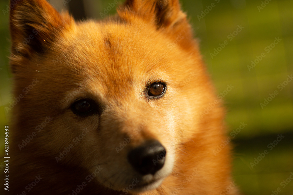 Cute Finnish spitz Cute Finnish spitz