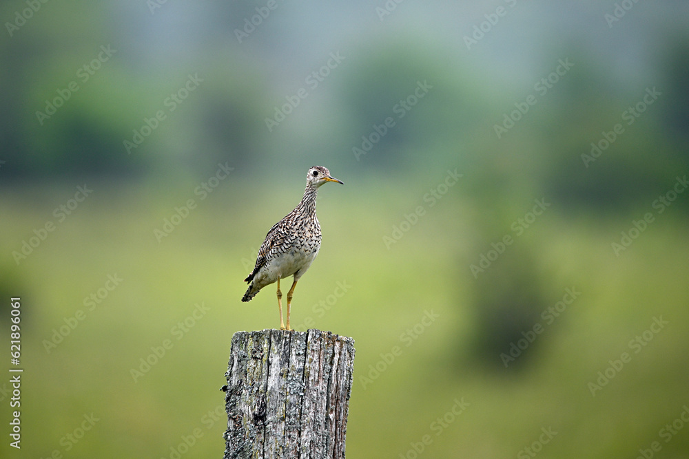Upland sandpiper sits perched on a fence post Upland sandpiper sits perched on a fence post