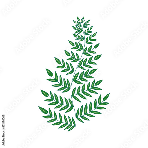 Fern branch with green leaves. Beautiful elegant tropical twig frond. Colorful vector isolated illustration hand drawn, card or icon, design element