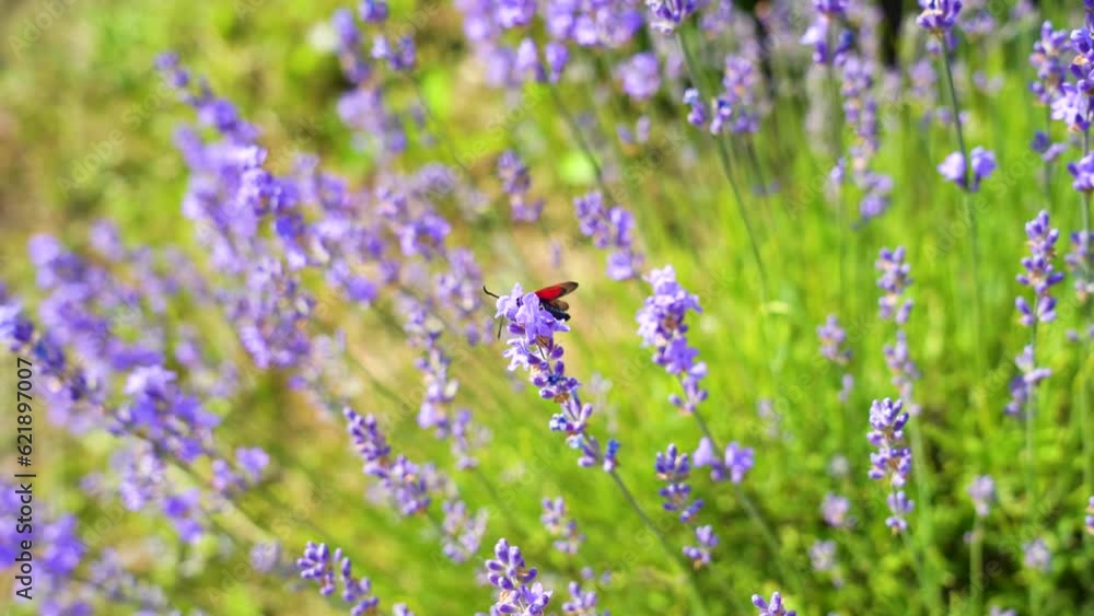 Lavender flowers on blooming field with little bee Lavender flowers on blooming field with little bee