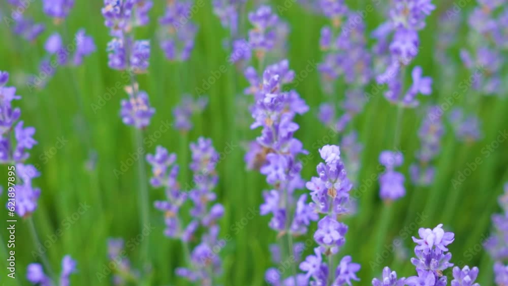 Lavender flowers on blooming field with little bee Lavender flowers on blooming field with little bee