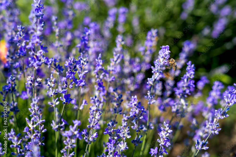 Lavender flowers on blooming field with little bee Lavender flowers on blooming field with little bee