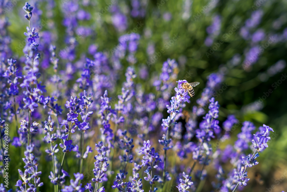 Obraz premium Lavender flowers on blooming field with little bee