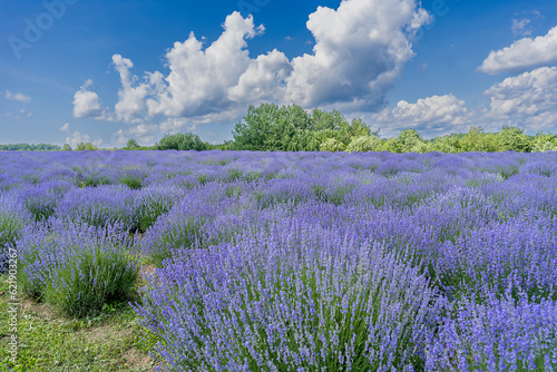 Beautiful lavender field with long purple rows. fluffy clouds