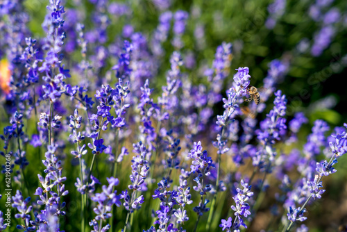 Lavender flowers on blooming field with little bee