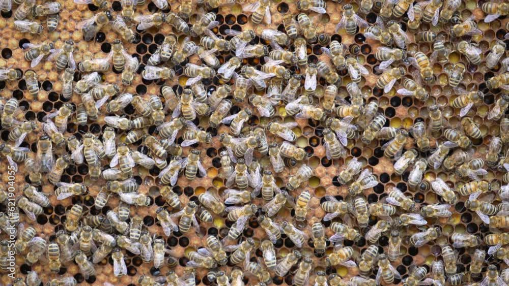 Colony of bees on honeycomb in apiary. Beekeeping in countryside. Many working bees on honeycomb, close up. Detailed shot within a hive in a honeycomb, wax cells with honey and pollen. Honey in combs Colony of bees on honeycomb in apiary. Beekeeping in countryside. Many working bees on honeycomb, close up. Detailed shot within a hive in a honeycomb, wax cells with honey and pollen. Honey in combs