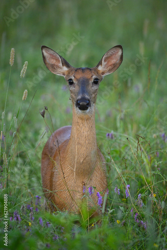 Konstfotografi White Tailed Deer in a summer meadow alert and looking around