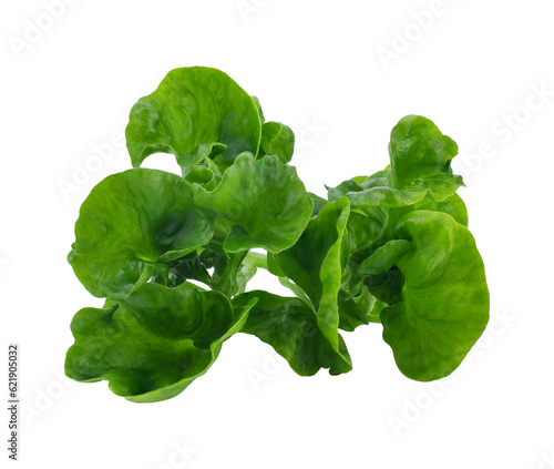 Watercress transparent png