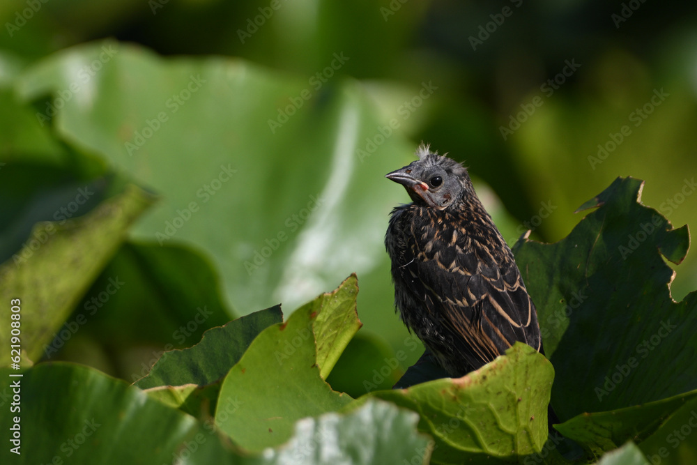 Baby Red winged Blackbird sits alone perched on lily pads in a marsh Baby Red winged Blackbird sits alone perched on lily pads in a marsh
