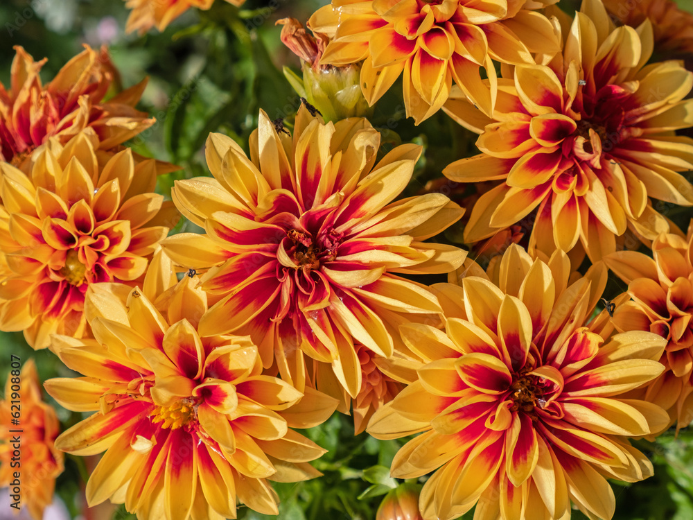 Dwarf Dahlia flowers in bloom in summer UK. These herbaceous perennial plants are native to Mexico and Central America Dwarf Dahlia flowers in bloom in summer UK. These herbaceous perennial plants are native to Mexico and Central America