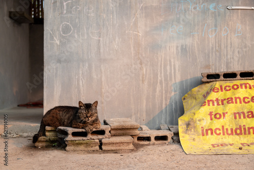 Welcome cat