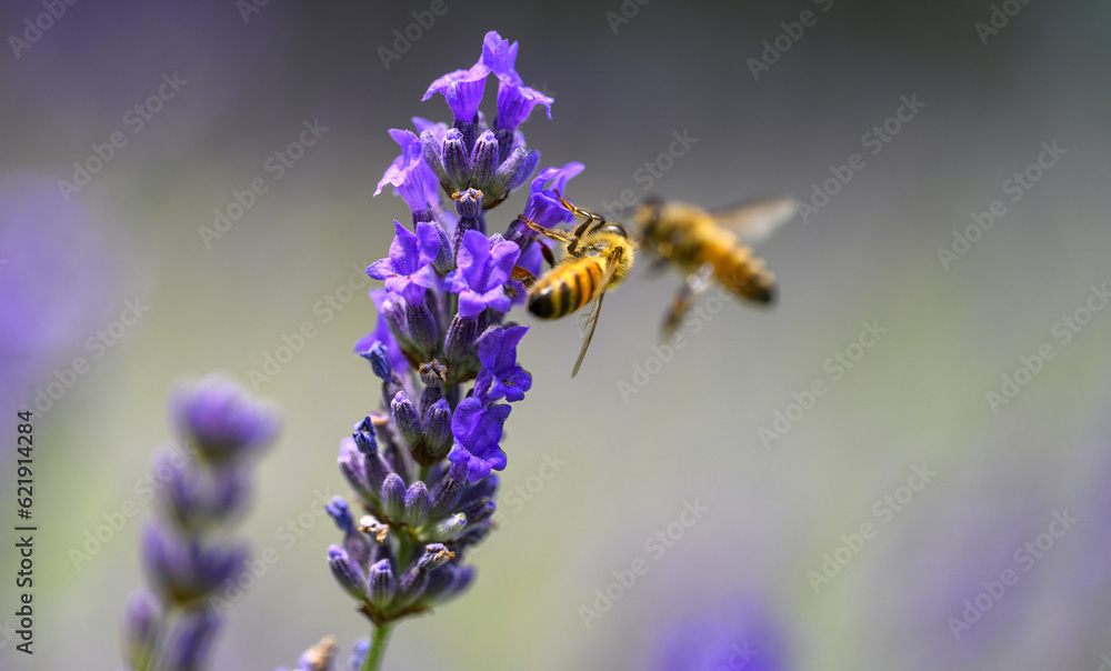api sulla lavanda api sulla lavanda