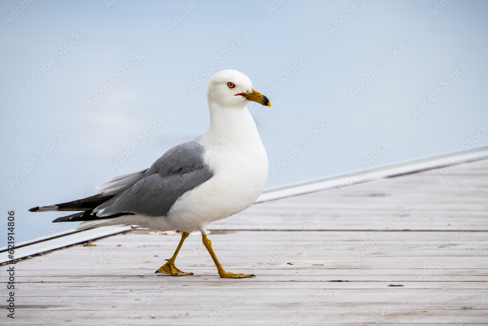Ring-billed gull investigating a dock along the St. Lawrence River Ring-billed gull investigating a dock along the St. Lawrence River