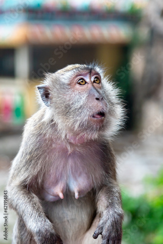 Awestruck long-tailed macaque