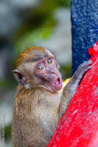 Surprised baby long-tailed macaque
