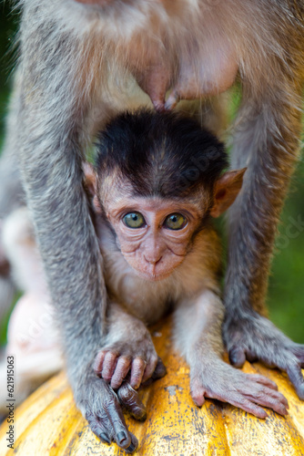 Baby long-tailed macaque