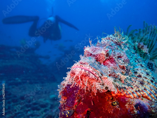 Scorpionfish