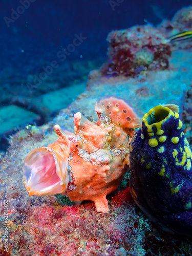 Peach Frogfish Hunting