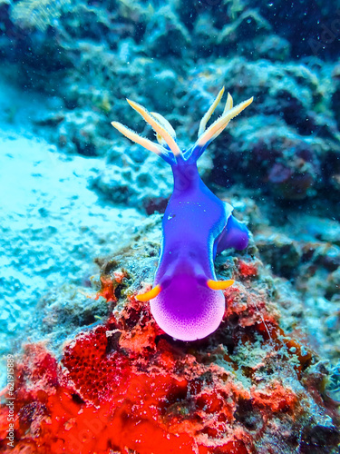 Hypselodoris Bullocki