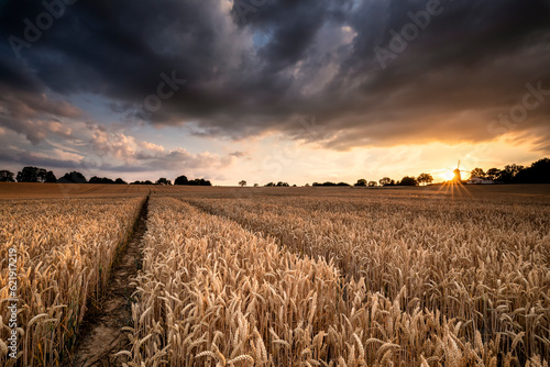 beautiful sunset over wheat field
