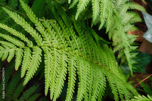 A close up of a wild fern.
