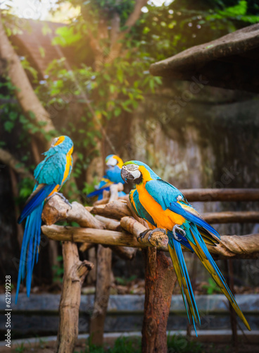 Blue and Gold Macaw parrot. Rare form Ara Ararauna. cute pets colorful birds, Beautiful nature of wildlife closeup face of a parrot is blue on the green background. Wildlife scene from tropical nature
