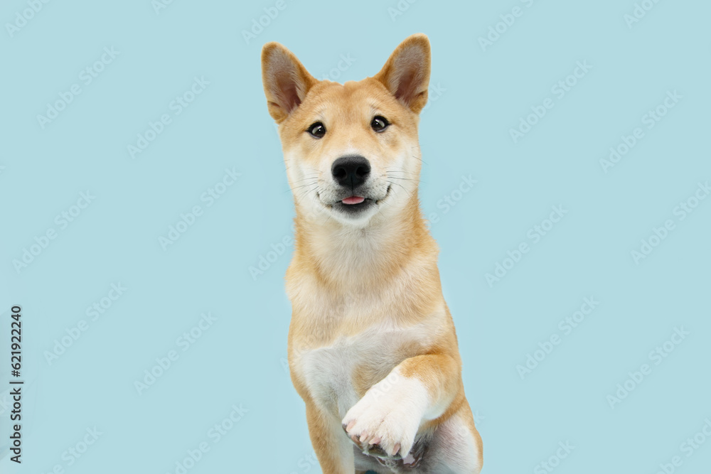 Portrait shiba inu puppy dog high five with funny expression face. Isolated on blue pastel background