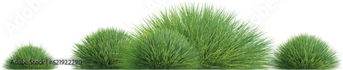 Side view of wild grass