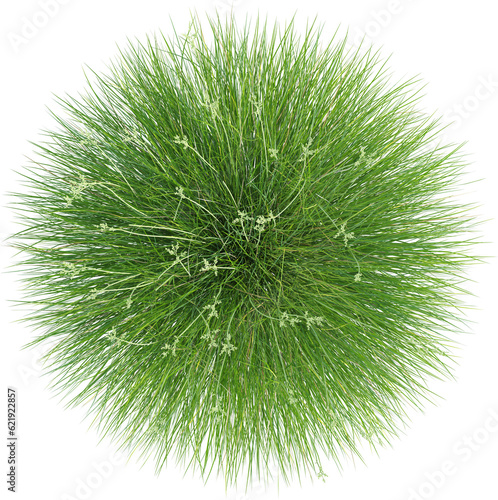 Top view of wild grass