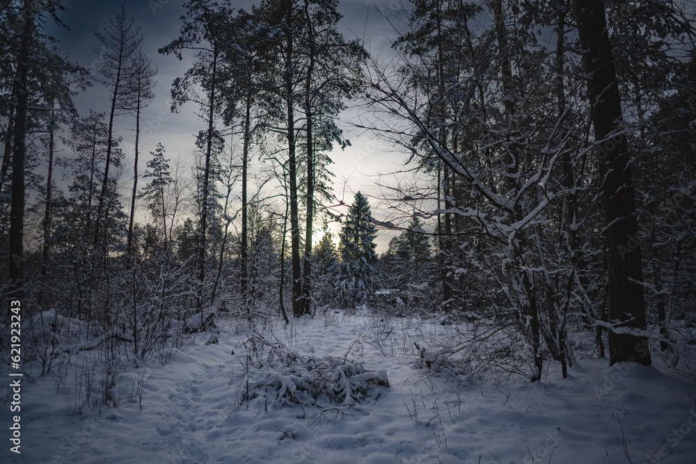 Sunset in the snow-covered forest