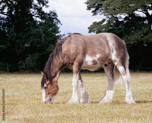 Photography Clydesdale colt grazing on green pasture.