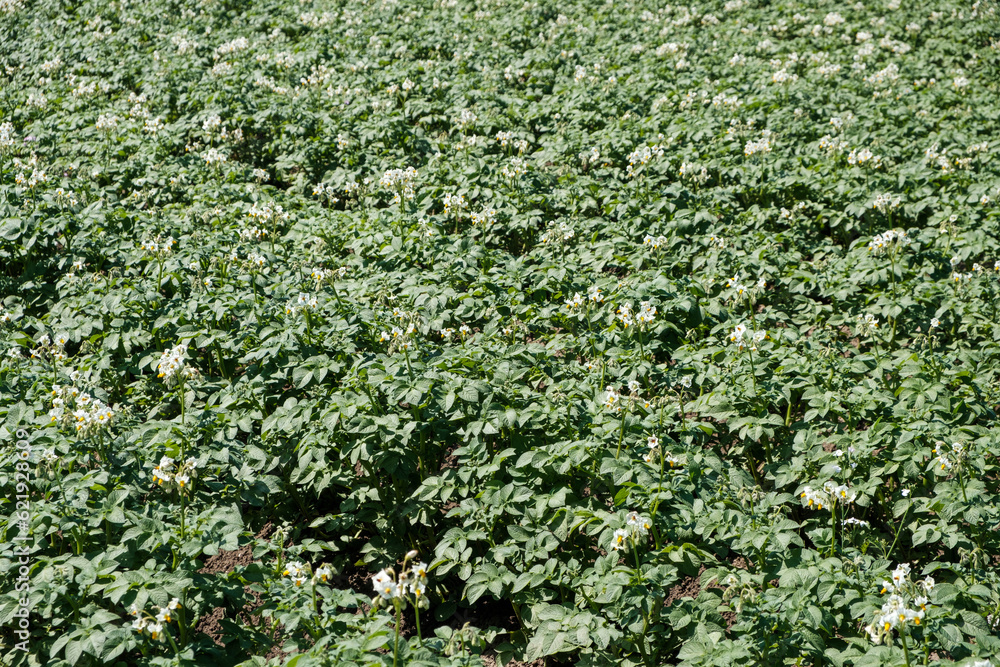 Aardappelveld in Flevoland Aardappelveld in Flevoland