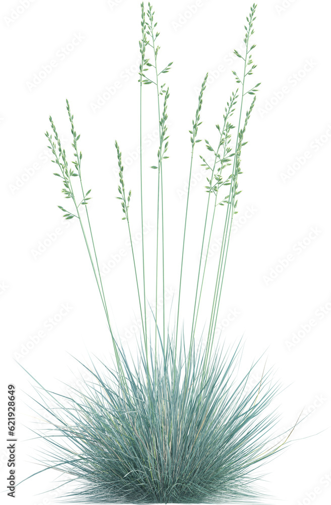 Side view of wild grass Side view of wild grass