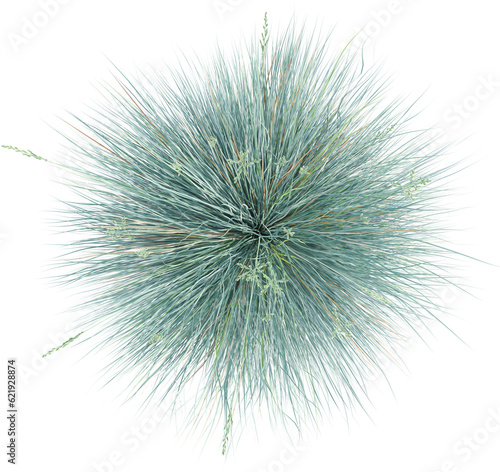 Top view of wild grass