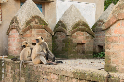 gray languor or old world monkey family sitting on a temple square photo