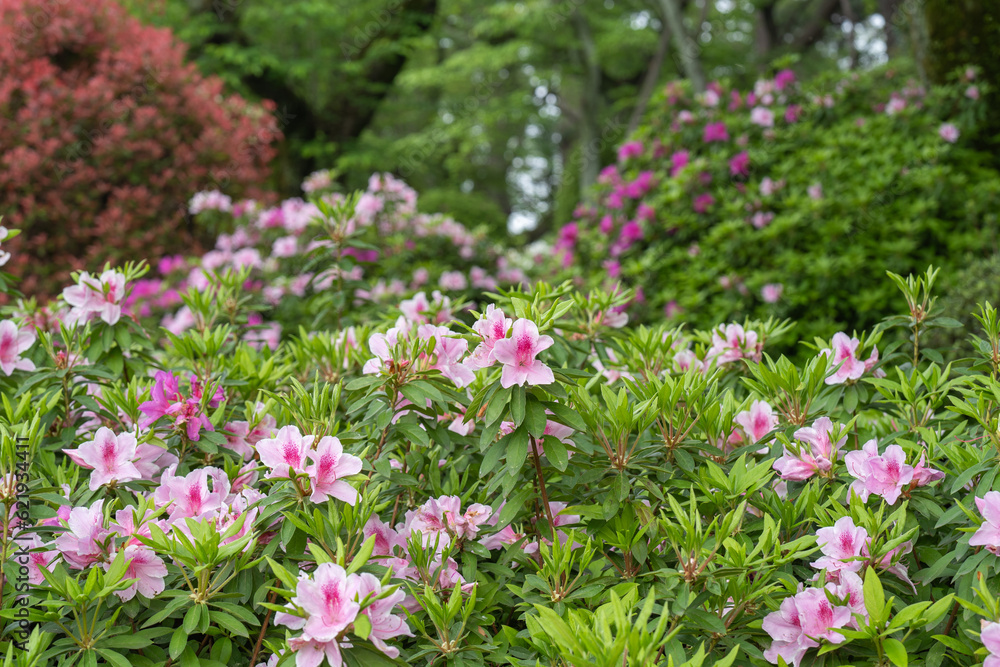 春の公園を彩るツツジの花