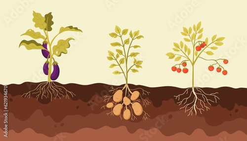 Nightshade vegetables grow in soil of garden or farm field vector illustration. Cartoon vegetable patch infographic structure with ground level and ripe eggplant, potatoes and tomatoes plants growth