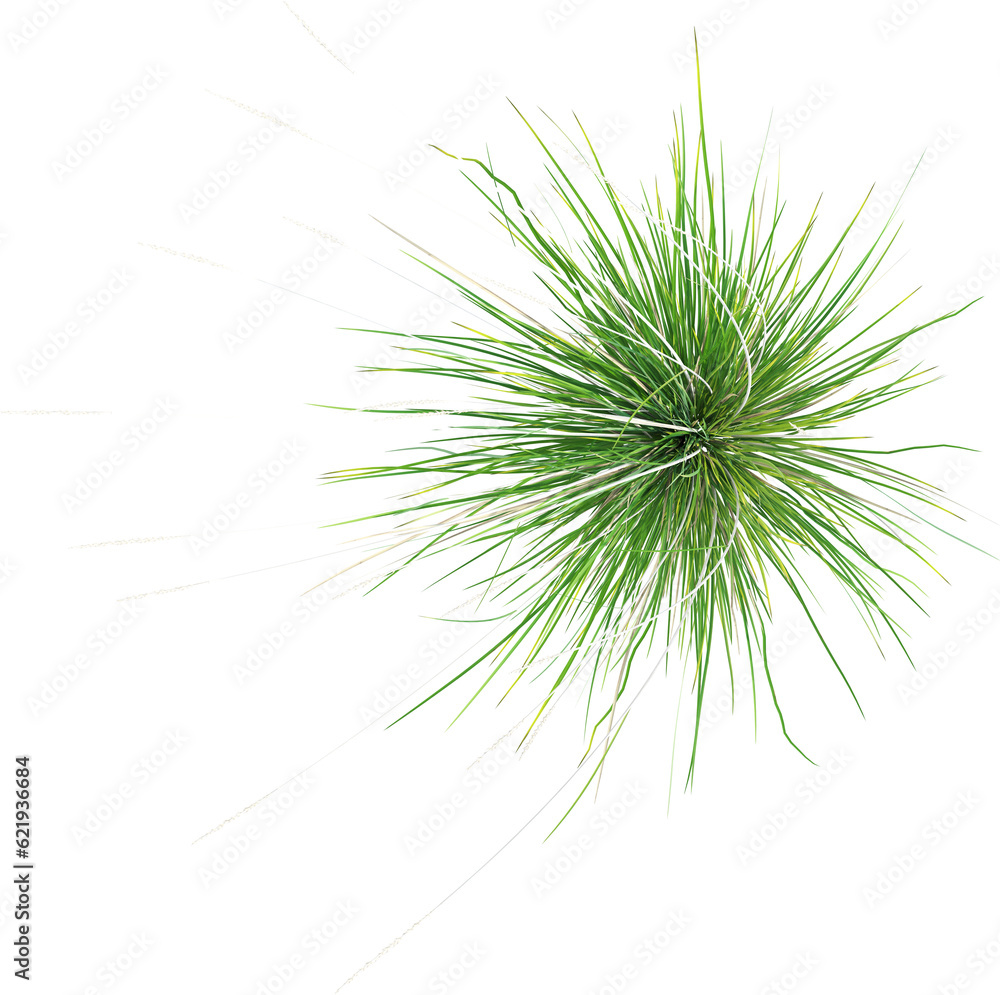 Top view of wild grass