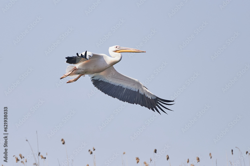 Obraz premium Great white pelican. Pelecanus onocrotalus in flight