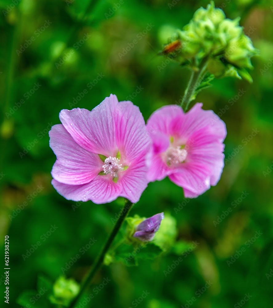 Inflorescences of a plant called Cosmos Double Feathered, commonly found in gardens and squares in the city of Bialystok in Podlasie, Poland. Inflorescences of a plant called Cosmos Double Feathered, commonly found in gardens and squares in the city of Bialystok in Podlasie, Poland.