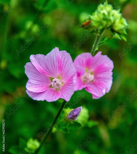 Inflorescences of a plant called Cosmos Double Feathered, commonly found in gardens and squares in the city of Bialystok in Podlasie, Poland.