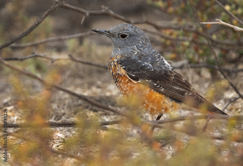 Common rock thrush through the foliage, Bahrain Common rock thrush through the foliage, Bahrain