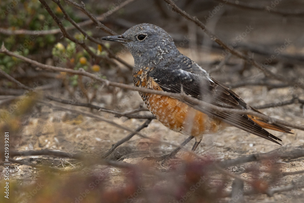 Common rock thrush perched on ground, Bahrain Common rock thrush perched on ground, Bahrain