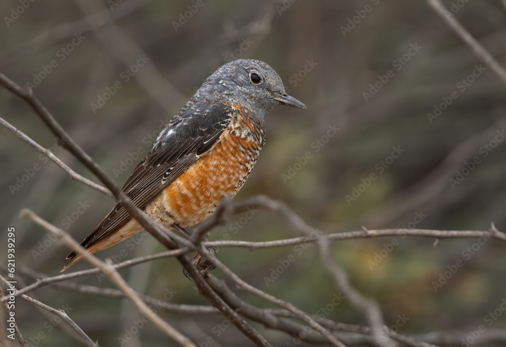 Common rock thrush perched on a twig, Bahrain Common rock thrush perched on a twig, Bahrain