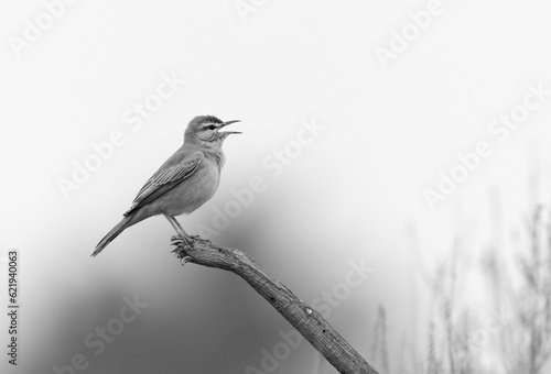 Rufous-tailed Scrub Robin perched on a wooden log at Hamala, Bahrain photo