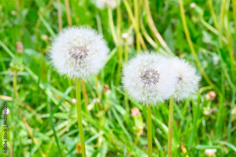 Glade of fresh meadow dandelions on a sunny spring day. Flowering dandelions. Excellent background for the expression of spring mood. Dandelion plant with a fluffy bud. Glade of fresh meadow dandelions on a sunny spring day. Flowering dandelions. Excellent background for the expression of spring mood. Dandelion plant with a fluffy bud.